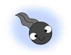 小蝌蚪图片卡通可爱简笔画(小蝌蚪图片卡通可爱高清)